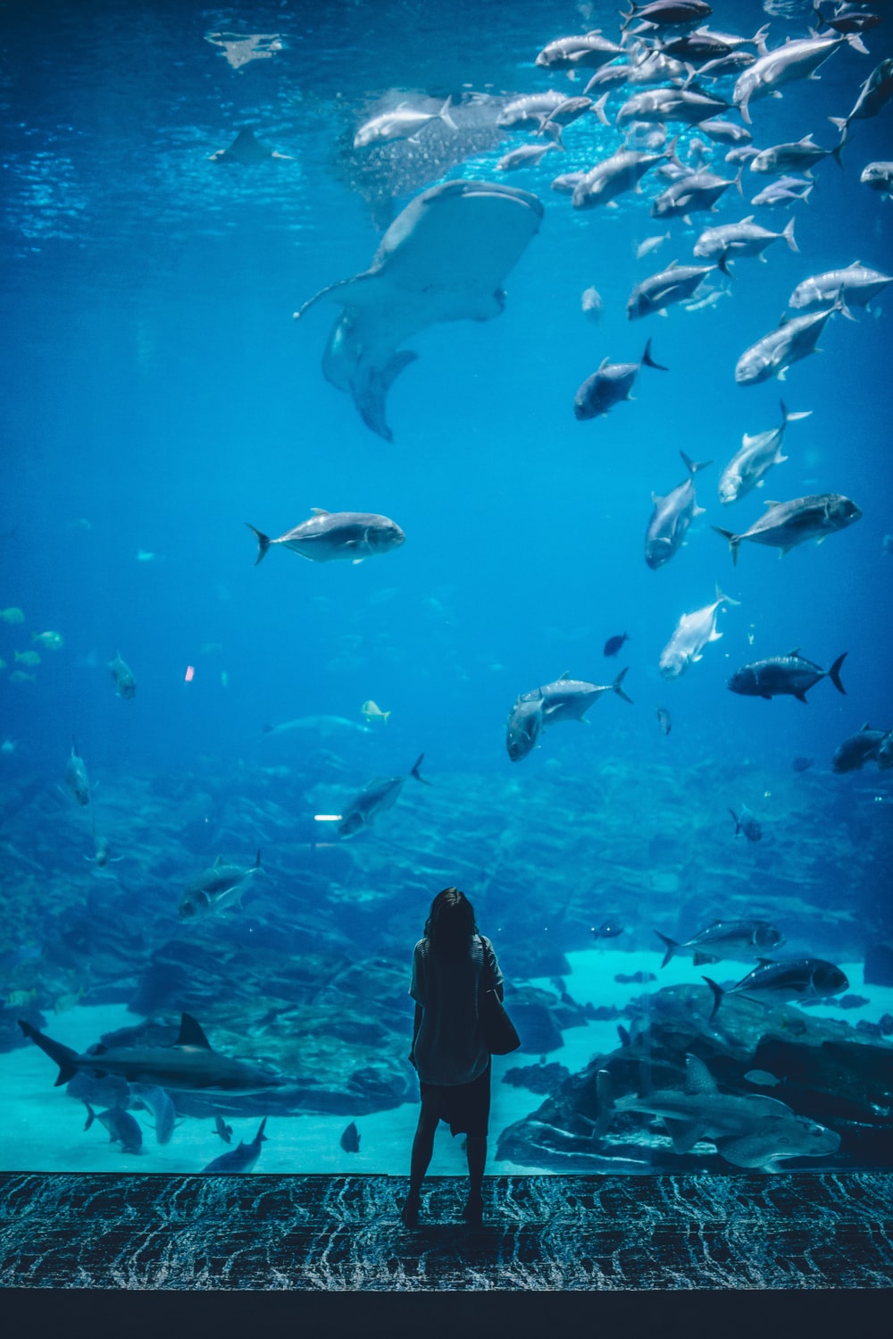 Photo of Atlanta Aquarium